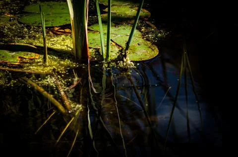 The reflections of the water in the shadows of the forest Stock Photos
