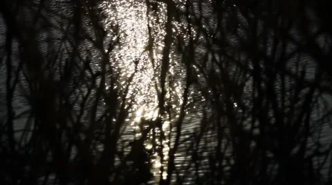 Reflections on the water through the branches Stock Footage 5165379