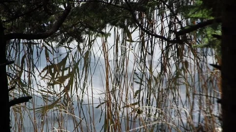 Reflections Of Waterside Plants In Water Stock Footage 324860499