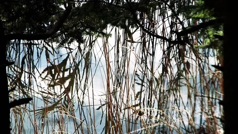 Reflections Of Waterside Plants In Water Stock Footage 324860652