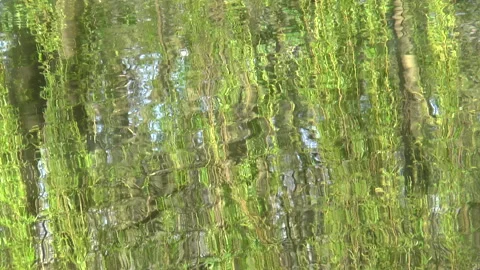 Reflections Of weeping willows On A English Lake Stock Footage 152116331