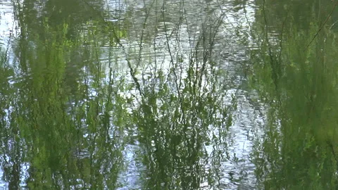 Reflections Of weeping willows Stock Footage 152346773