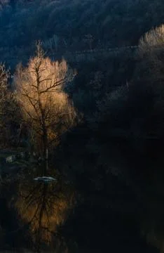 Reflections of Willow Tree in Winter Stock Photos