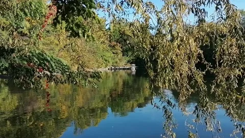 Reflections of willows in the lake water Stock Footage 141710203
