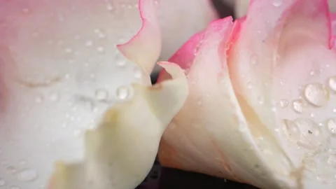 Reflective black surface with fresh rose petals in white and pink hues. Dro.. 스톡 동영상 297547559