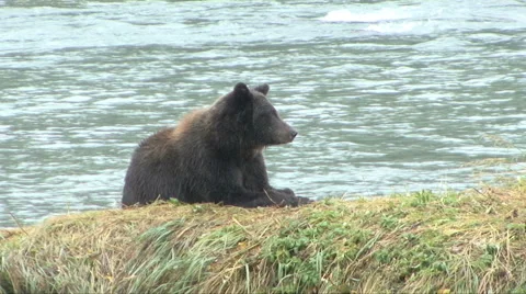 Reflective Brown Bear Video stock 46029420
