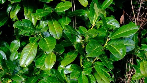Reflective Evergreen Leaves in Evening Light Stock Footage 121753024