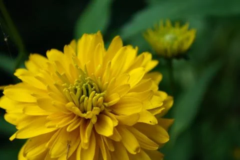 Reflective Flower 스톡 사진