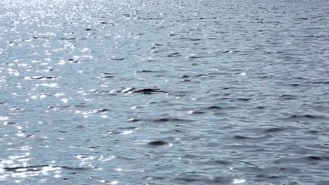 REFLECTIVE LAKE Stock Footage 259320853