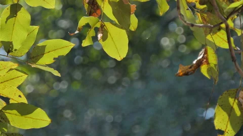 Reflective light of water on leaf at wetland. Stock Footage 146901448