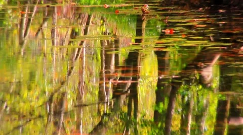 Reflective pond No.1 Vidéo 45399734