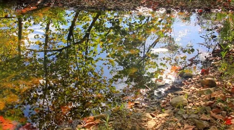 Reflective Pond No.4 Video stock 45403130