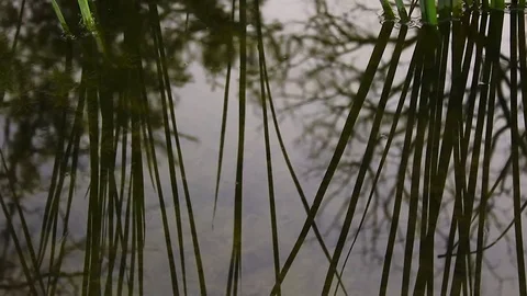 Reflective pond surface zoom out Video stock 79664113