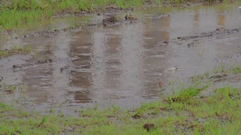Reflective Puddle on Grassy Terrain with Tire Marks during Natural Light, I.. Stock Footage 325262233