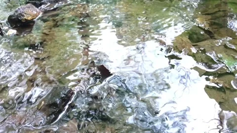 Reflective rippling in a forest stream in slow motion Video stock 239670482