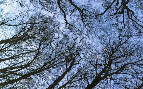 Reflective Sky Through Leafless Tree Branches in Winter Stock Photos