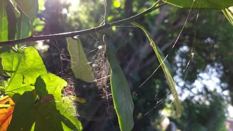 Reflective spider web Stock Footage 260145896