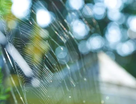 A reflective spider web sees the bokeh behind. Stock Photos