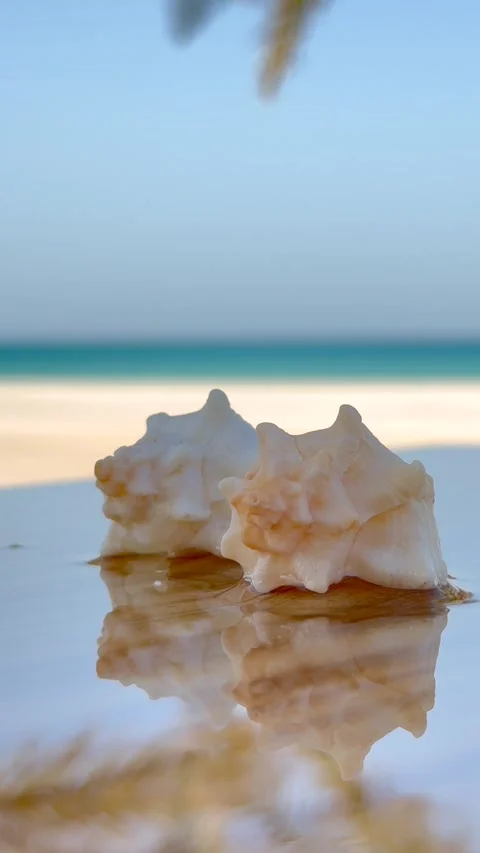 Reflective stone with seashells showcases coastal elegance and beauty Stock-Footage 282239345