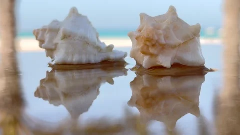 Reflective surface showcases seashell with captivating shell reflection Stock Footage 281208058