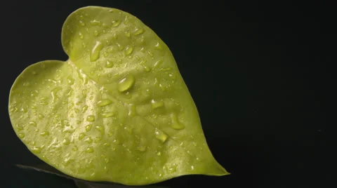 Reflective Water Droplets on a Green Leaf. Vídeos de archivo 56190253
