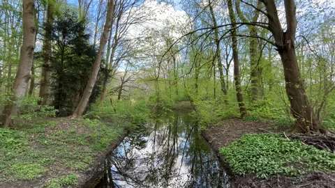 Reflective Water Landscape in Dutch Forest Park During Spring Season Stock-Footage 334149945