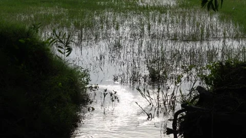 Reflective Water Surface Stock Footage 312778754