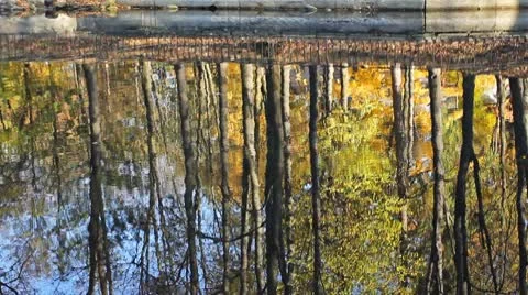 Reflects Woods In Lake Stock Footage 8972625