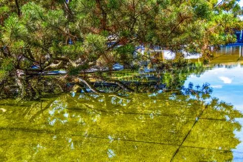 Reflet d’arbre Foto stock