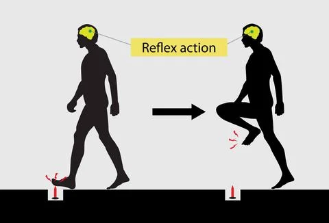 Reflex action, Spinal Reflex Arc anatomical scheme Stock Illustration