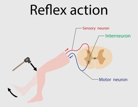 Reflex action, Spinal Reflex Arc anatomical scheme イラスト素材