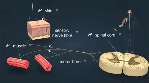 Reflex arc Stock Footage 280081750