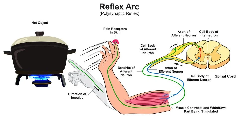 Reflex arc polysynaptic infographic diagram hand touching hot object biology Stock-Illustration