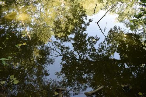 Reflex of branches on the pond Stock Photos