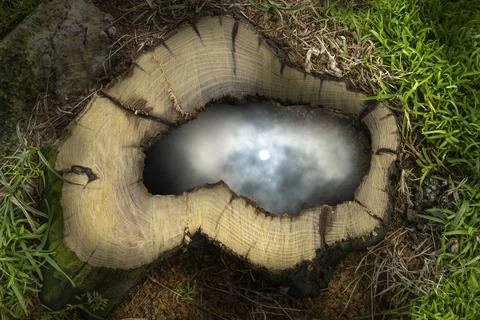 Reflex of Sun in the Water Inside Cut Trunk Hole Stock Photos