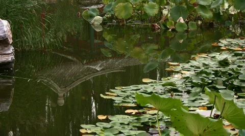 Reflexion in water Stock Footage 265644
