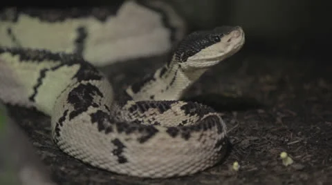 Reflexive coiled black&amp;white snake Stock Footage 24632465