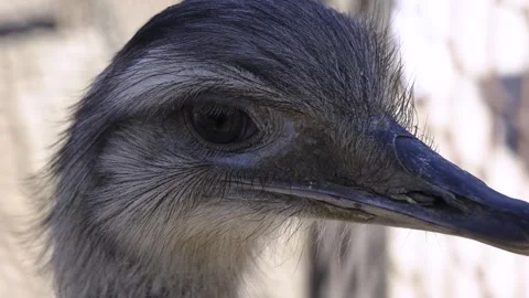 Reflexive ostrich Stock Footage 310686412