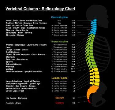 Reflexology Backbone Spine Stock Illustration