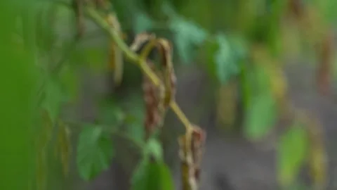 Refocus on a dry withered branch of a tomato close-up on a blurred background Stock Footage 207621331