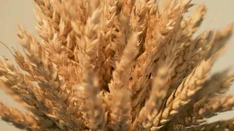 Refocus on ears of wheat 库存影片 258231950