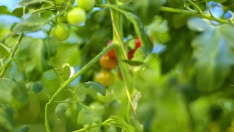 Refocus from green cherry tomatoes to red ones, different cherry tomatoes Видео 257304765
