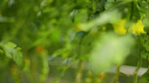 Refocus from a green leaf to green and red cherry tomatoes ripening on branches Stock Footage 257305289