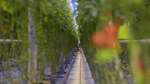 Refocus from orange tomatoes to plantation with cherry tomatoes, large tomato in 库存影片 261846208