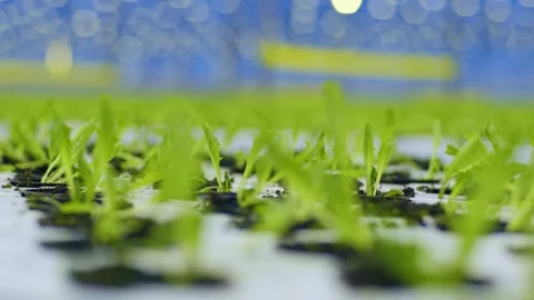 Refocus on a thousand miniature sprouts of lettuce leaves, lettuce leaves Stock Footage 257743543