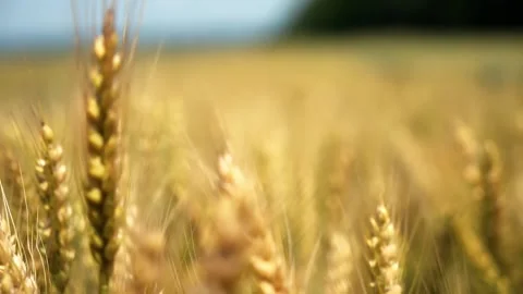 Refocus through a golden wheat field. Ears of wheat close-up Stock Footage 202073787