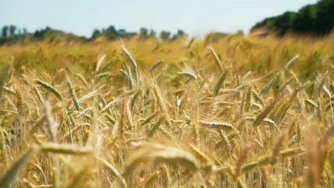 Refocus through a golden wheat field. Ears of wheat close-up Stock Footage 202074273