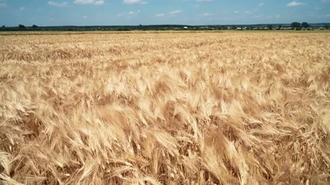 Refocus through a golden wheat field. Ears of wheat Stock Footage 202074432