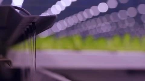 Refocusing from lettuce leaves to the irrigation system in the greenhouse, the Vidéo 257743492