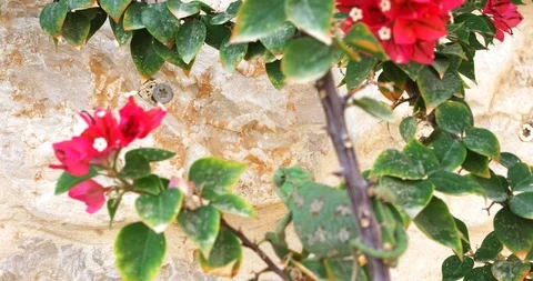 Refocusing from wall background to a left eye of green chameleon Stock Footage 96334155